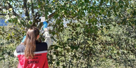 orduda-kahverengi-kokarca-ile-mucadele-calismalari-suruyor-Yha48SL9.jpg