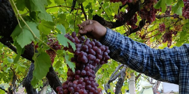 sarigollu-ureticiden-1-kilo-740-gramlik-uzum-salkimi-sbMTs2Te.jpg