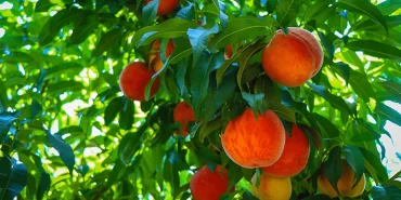 screenshot-19-min-1-2